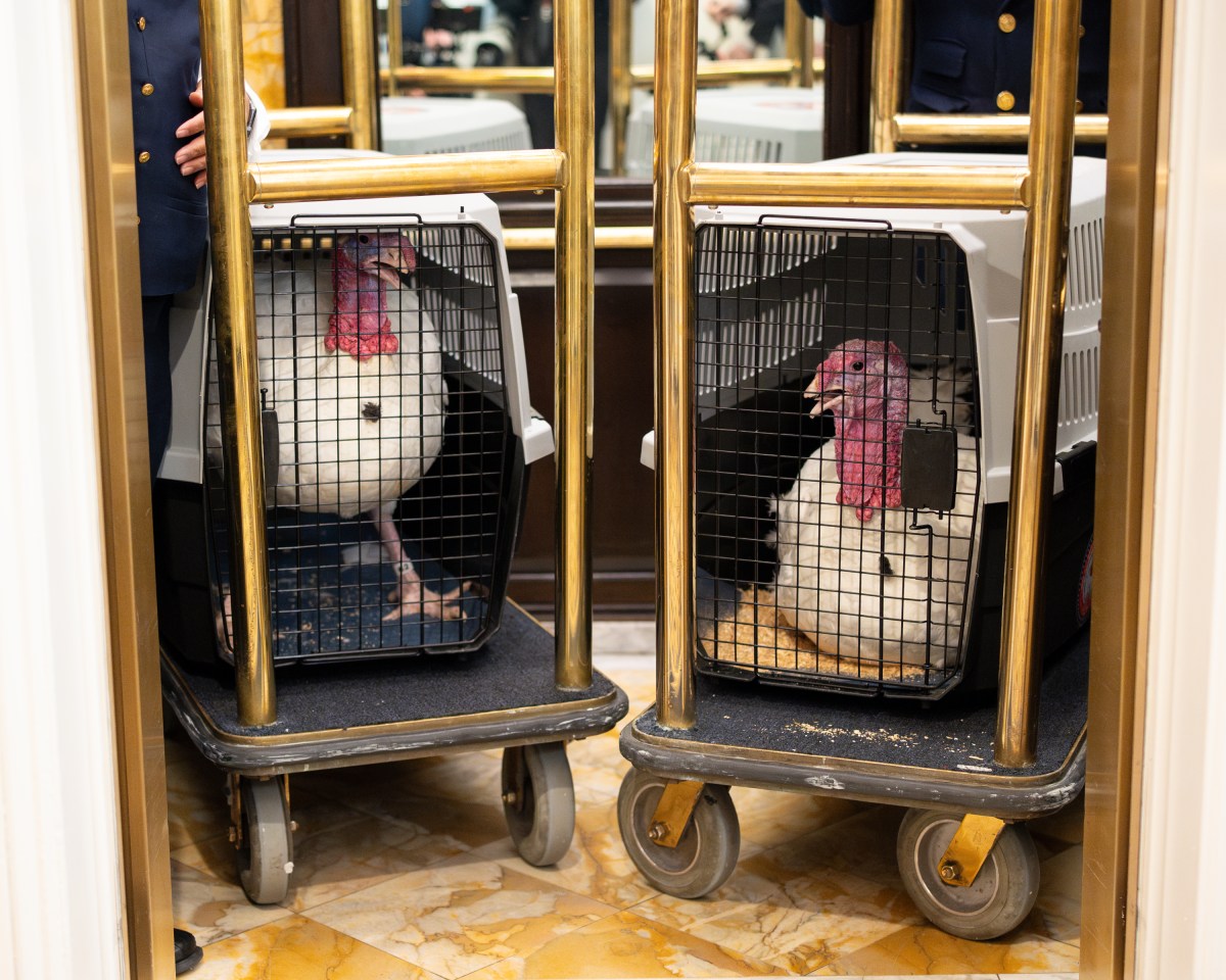 The 2025 Presidential Turkeys, named Gobble and Waddle, arrive at the Willard InterContinental Hotel in Washington, D.C., on Sunday, November 24, 2025. (Official White House Photo by Andrea Hanks)