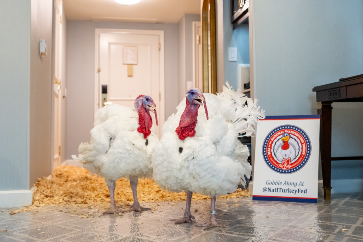 The 2025 Presidential Turkeys, named Gobble and Waddle, arrive at the Willard InterContinental Hotel in Washington, D.C., on Sunday, November 24, 2025. (Official White House Photo by Andrea Hanks)