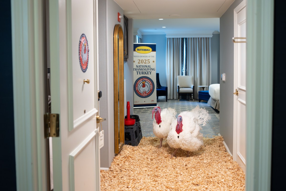 The 2025 Presidential Turkeys, named Gobble and Waddle, arrive at the Willard InterContinental Hotel in Washington, D.C., on Sunday, November 24, 2025. (Official White House Photo by Andrea Hanks)